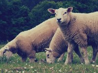 sheeps.jpg