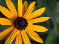 orange-coneflower.jpg