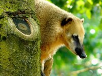 animal_nature_animals_bear.jpg