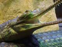 gharial.jpg