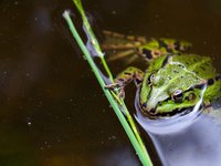 green-frog.jpg