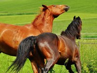 horses_for_two_coupling_13.jpg