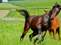 horses_for_two_coupling_22.jpg