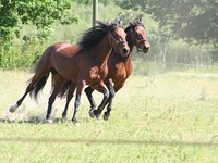 horses_gallop_trotters_warmblood.jpg