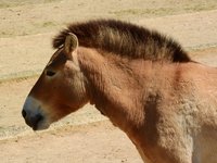 przewalski_s_horse_mare_1.jpg