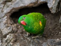 green-parrot-orange-nib.jpg
