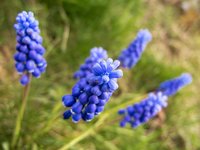 grape-hyacinth.jpg