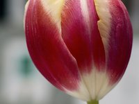 tulip.jpg