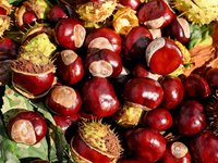 chestnut_buckeye_fruits_red.jpg
