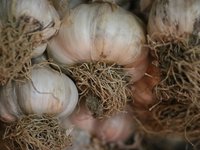 garlic_condiment_kitchen_flavor.jpg