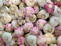 garlic_fresh_herb_farmer.jpg