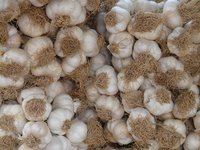 garlic_tubers_heads_garlic.jpg