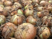 onion_crop_harvest_drying.jpg