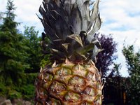 pineapple.jpg