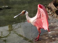 pink-water-bird-platalea-ajaja.jpg