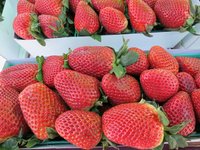 strawberries_fruit_red_strawberry.jpg