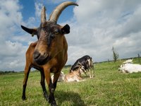 brown-goat.jpg