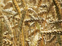 wheat_agriculture_harvest_crop.jpg