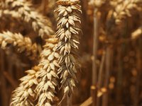 wheat_spike_cereals_grain_10.jpg