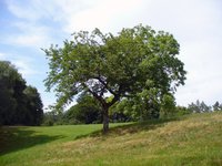 green-tree.jpg