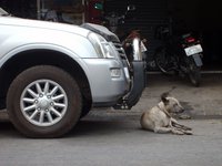 dog-lying-before-car.jpg