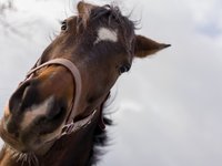 brown-horse-head-001.jpg