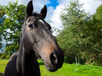 brown-horse-head.jpg