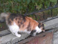 a_cat_from_cebeci_0.jpg
