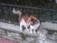 a_cat_from_cebeci_1.jpg