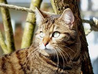 adidas_cat_whiskers_british.jpg