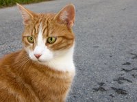 animal_cat_eyes_cat.jpg