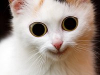 animal_cat_scary_domestic.jpg