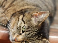animals_cat_curious_animal.jpg